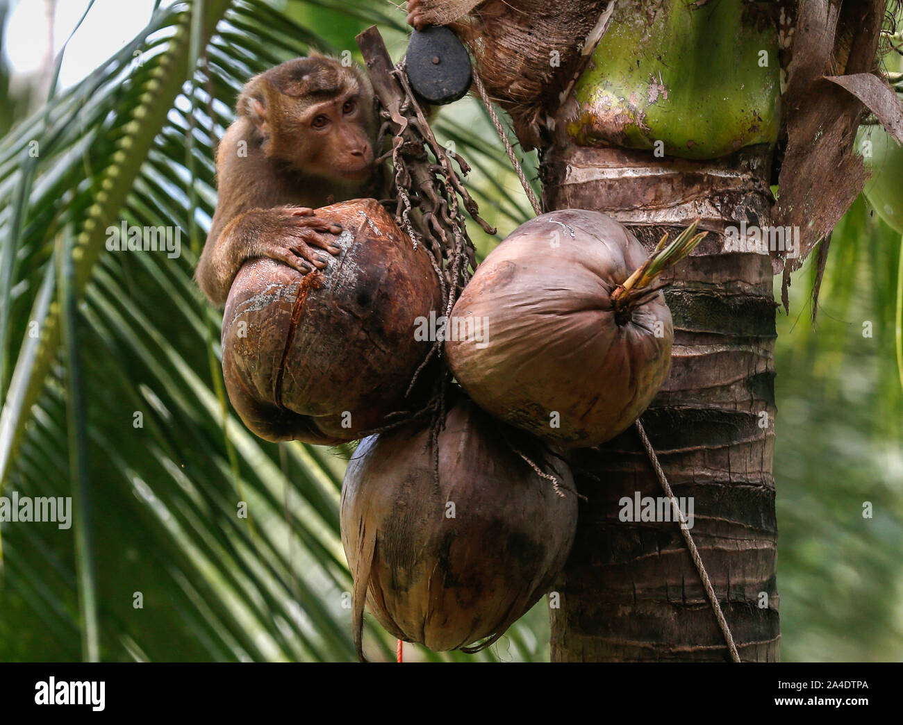 A monkey learns to collect coconuts for agriculture during a training session at the monkey school in Surat Thani, south of Bangkok. Stock Photo