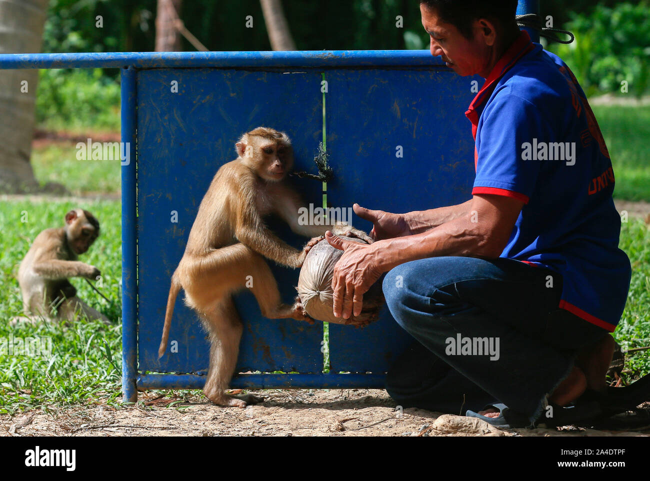 A monkey helped harvest and husking the coconut. Long-tailed monkeys or  long-tailed macaque in Pariaman, not just animals that live in the wild,  but these monkeys are also utilized by the local