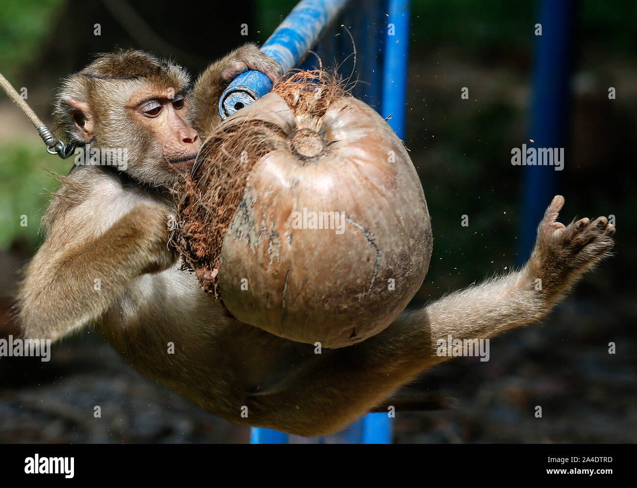 A monkey learns to collect coconuts for agriculture during a training session at the monkey school in Surat Thani, south of Bangkok. Stock Photo