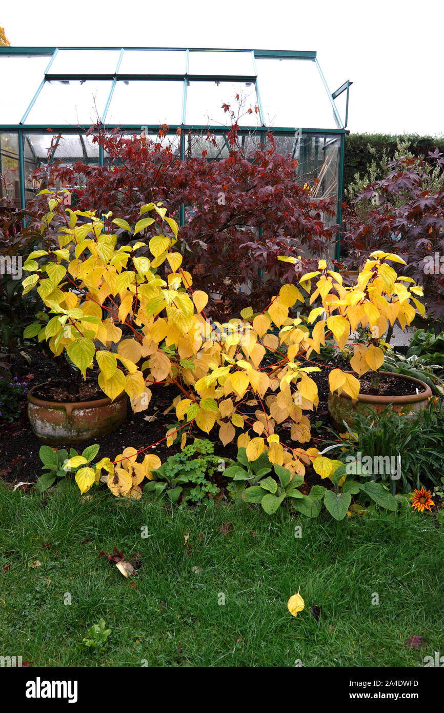 Cornus Sanguinea Midwinter Fire Dogwood Stock Photo Alamy
