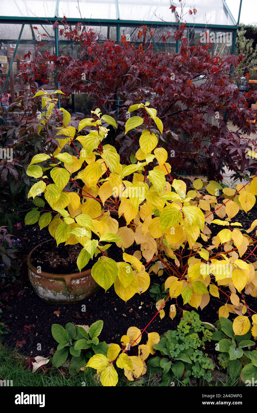 CORNUS SANGUINEA MIDWINTER FIRE. DOGWOOD Stock Photo - Alamy