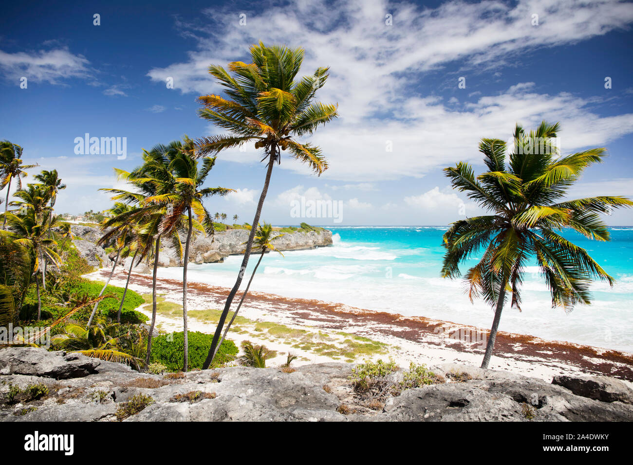 Summer on Barbados Island. Exotic vacations. Palm trees. Turquoise