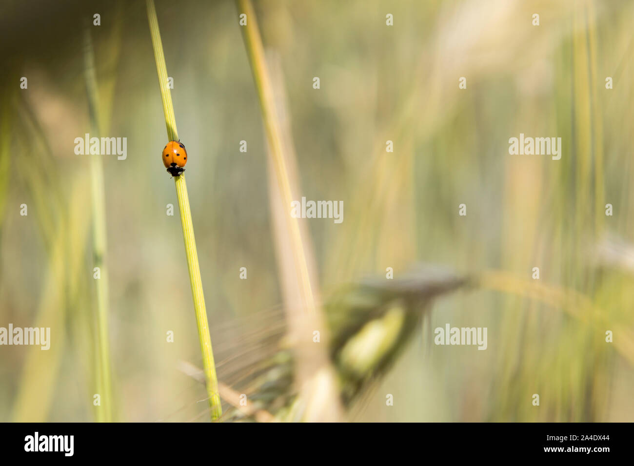 Ladybug In Ear Ladybug on an ear of corn Stock Photo - Alamy