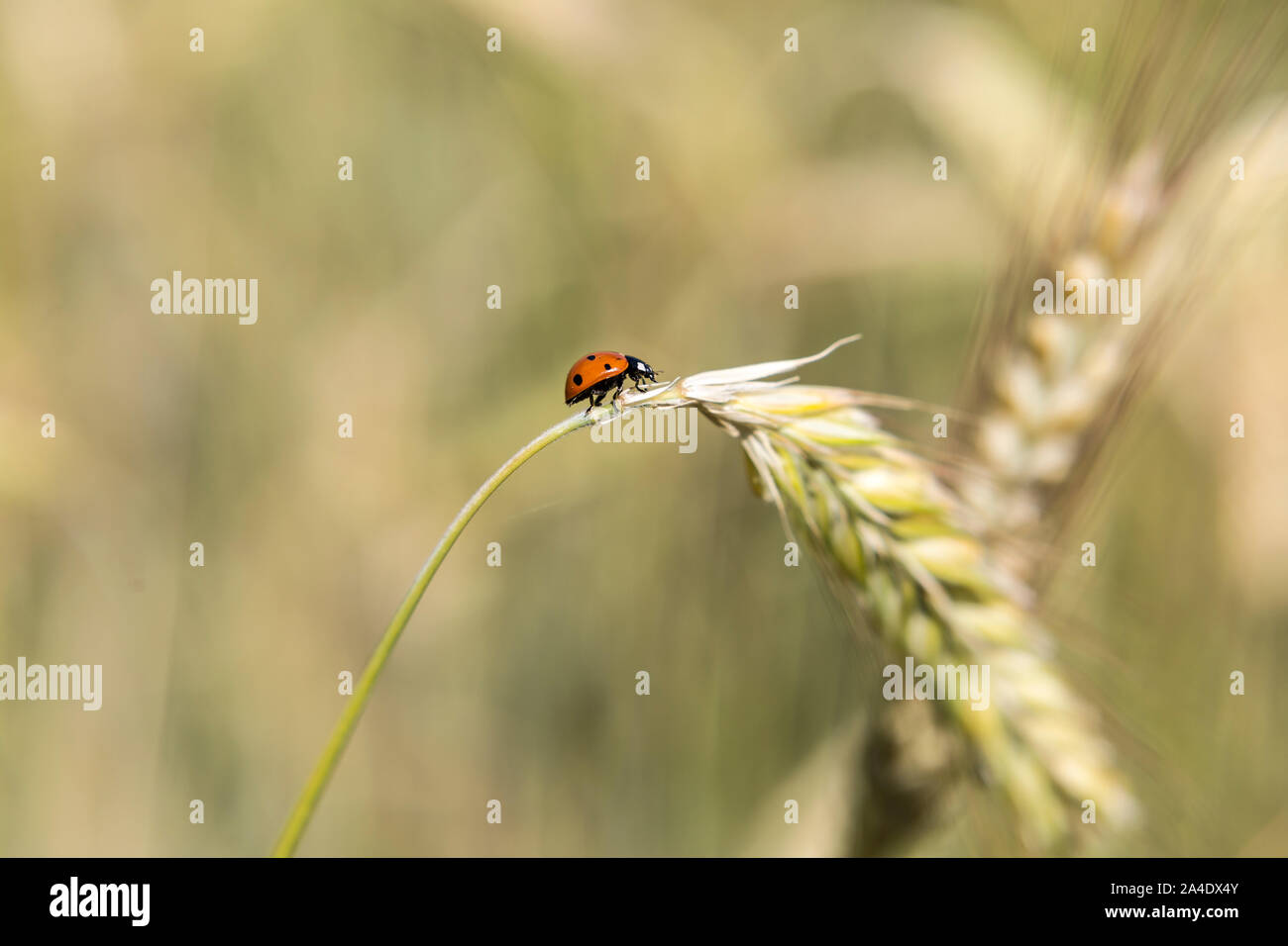 Ladybug In Ear Ladybug on an ear of corn Stock Photo - Alamy