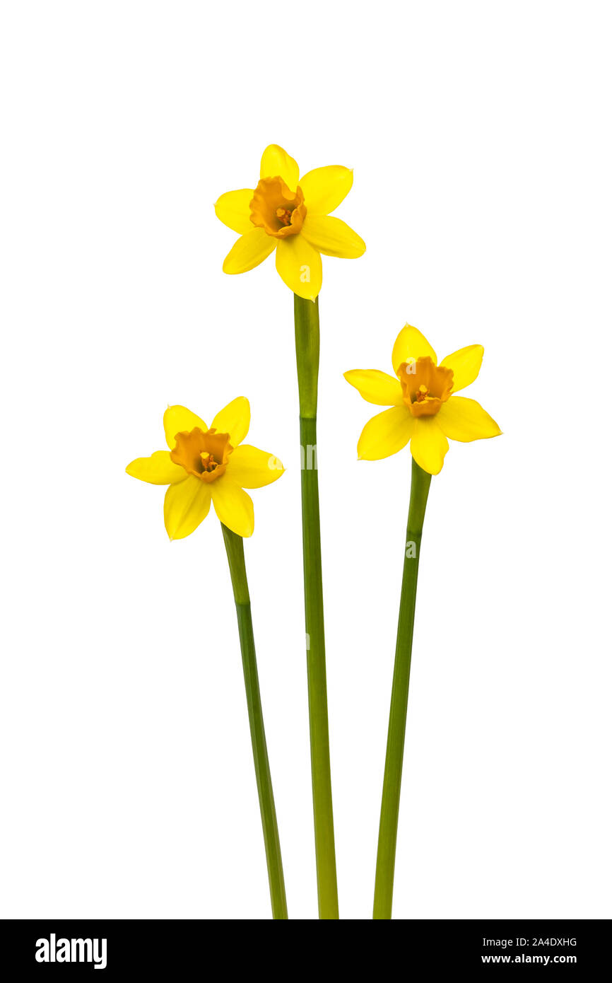 Three daffodils on white background Stock Photo