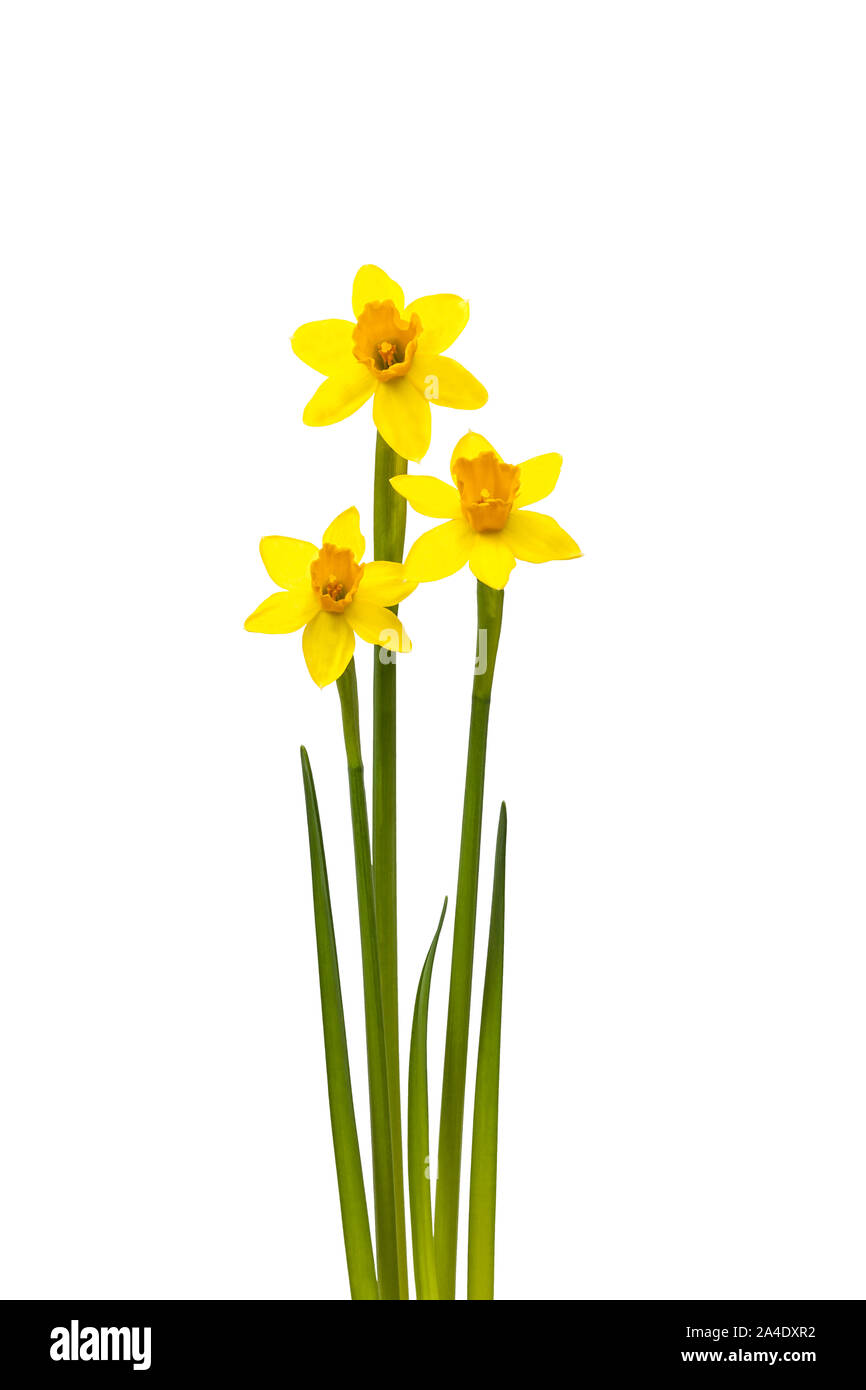 Three daffodils on white background Stock Photo