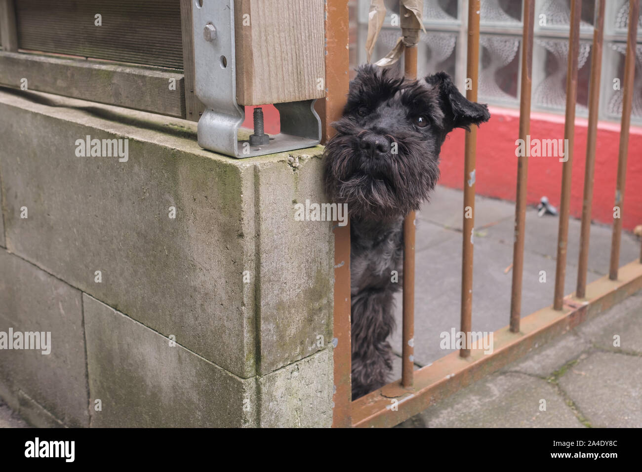 Cute small black dog behind fence waiting alone for his owner Stock Photo