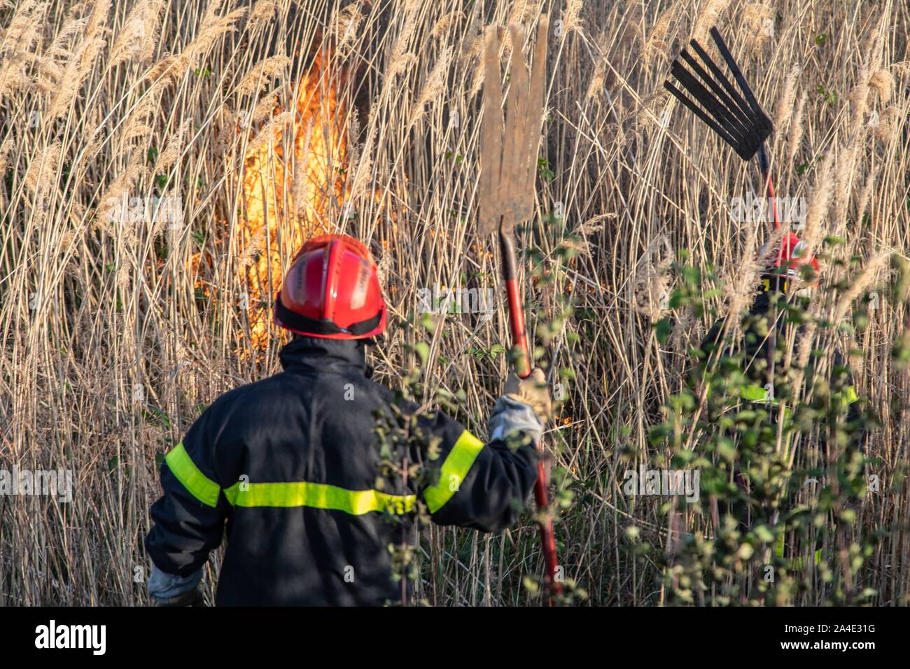 FIREFIGHTER EXTINGUISHING A BRUSH FIRE (REEDS) WITH FIRE BEATERS, FIREFIGHTERS FROM THE EMERGENCY SERVICES CENTER OF CHAMBERY, LES MARCHES, SAVOY (73), FRANCE Stock Photo