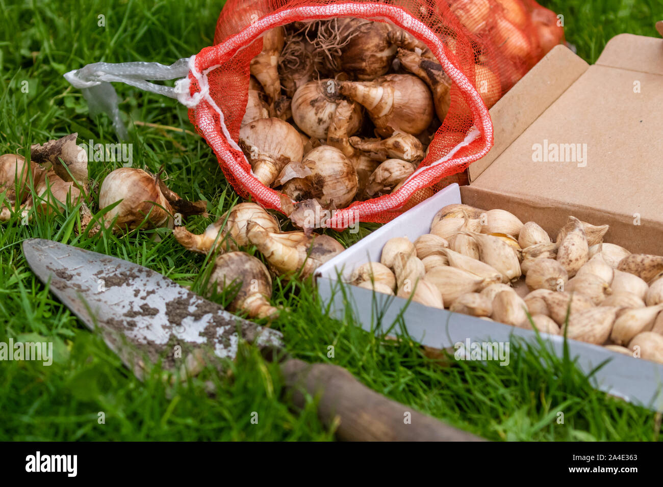 Spring bulbs ready for planting. Stock Photo