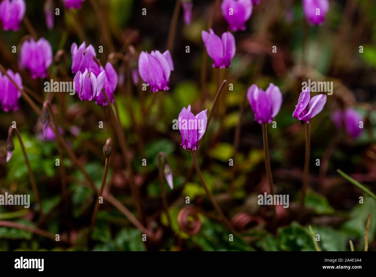 Autumn flowering cyclamen Stock Photo Alamy