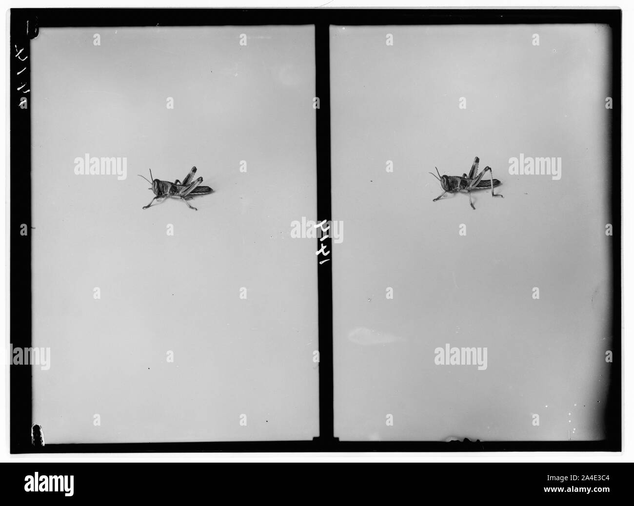 The terrible plague of locusts in Palestine, MarchJune 1915. Locusts