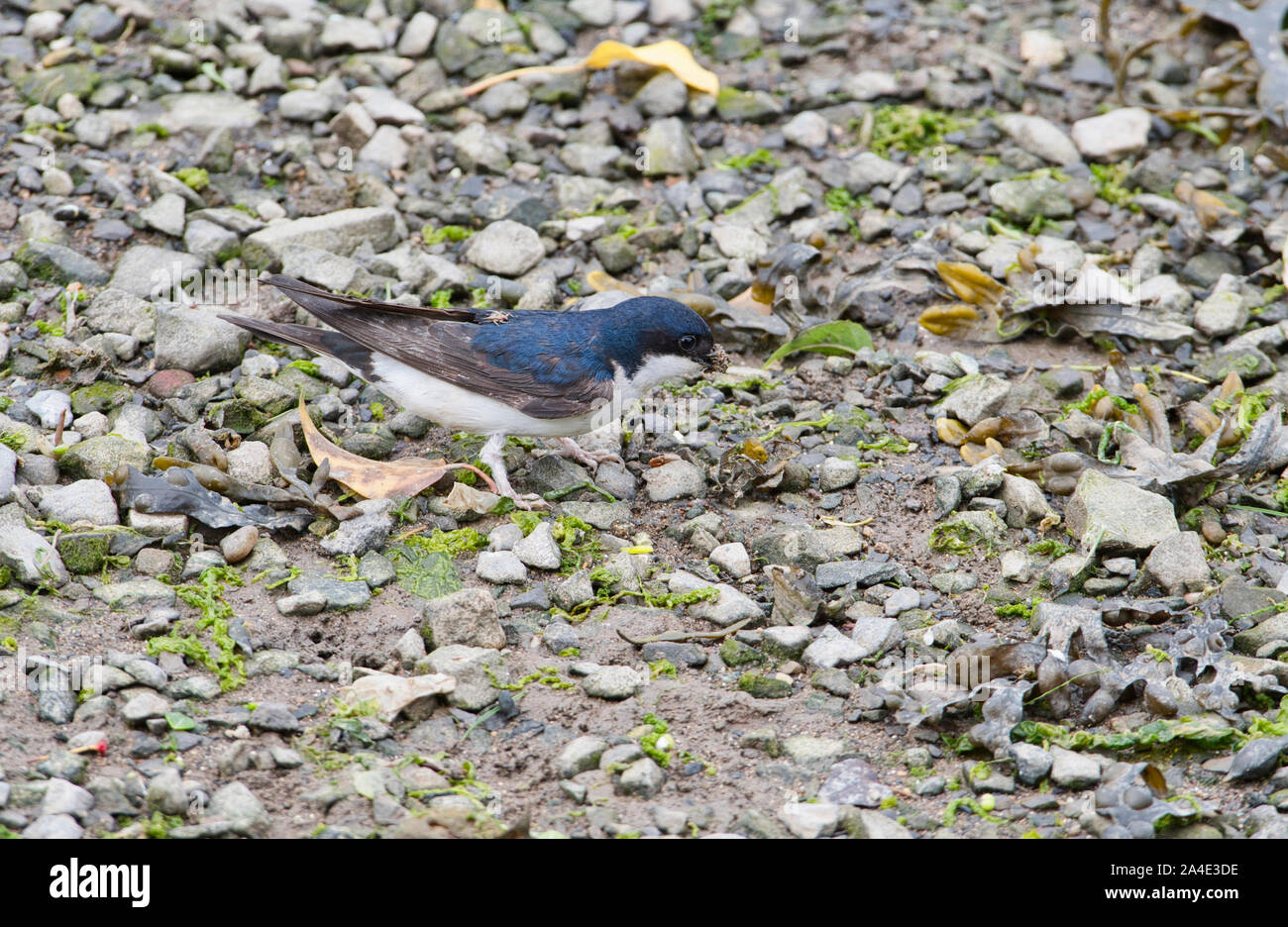 House martin (Delichon urbicum) with mud for nest building, Dyfed, Wales. A parasitic louse-fly (Crataerina hirundinis) can be seen on the bird's back. Stock Photo