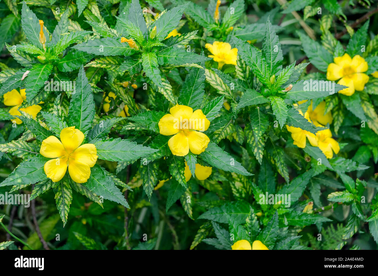 Turnera ulmifolia or ramgoat dashalong , yellow alder flower with green leaves for beautiful vibrant floral background or wallpaper. Copy space. Stock Photo