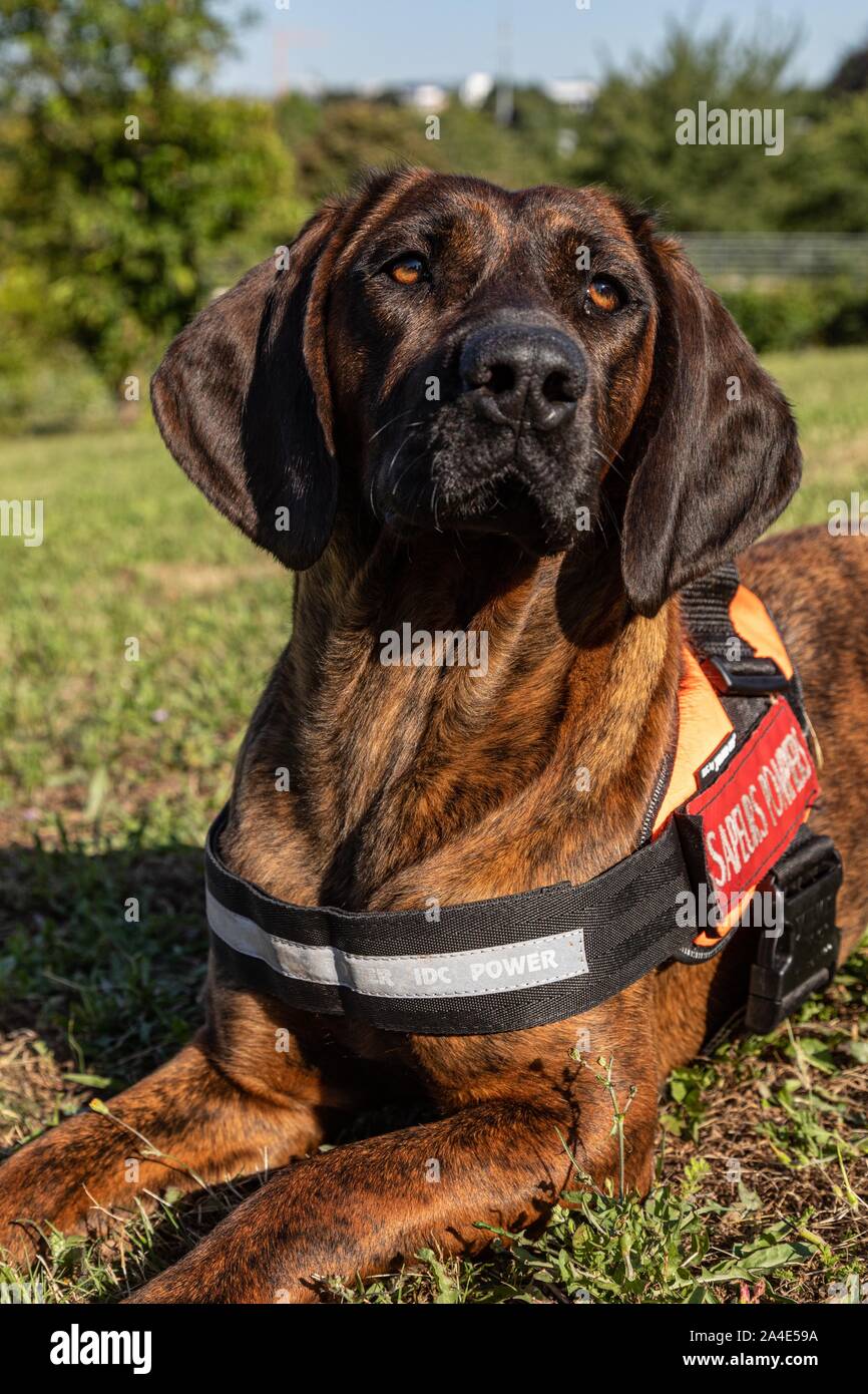 ONNIE, A HANOVER HOUND, TRACKING DOG AND MASCOT OF THE NOTIONAL CONGRESS, FIREFIGHTERS FROM THE EMERGENCY RESCUE SERVICES OF VANNES, MORBIHAN, FRANCE Stock Photo