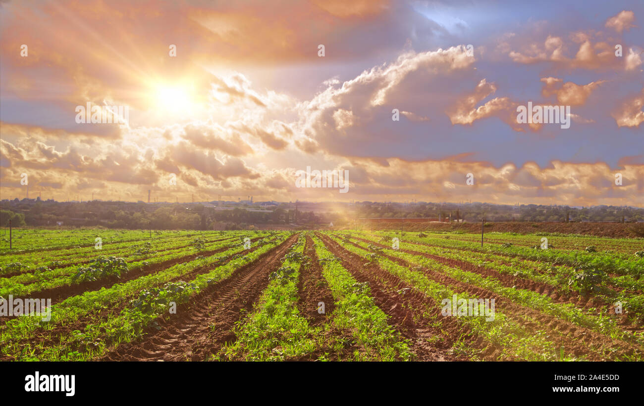 Farm land at sunset with vanishing point of view of crop rows in a agricultural field. Agriculture background and cloudy sky with empty copy space Stock Photo