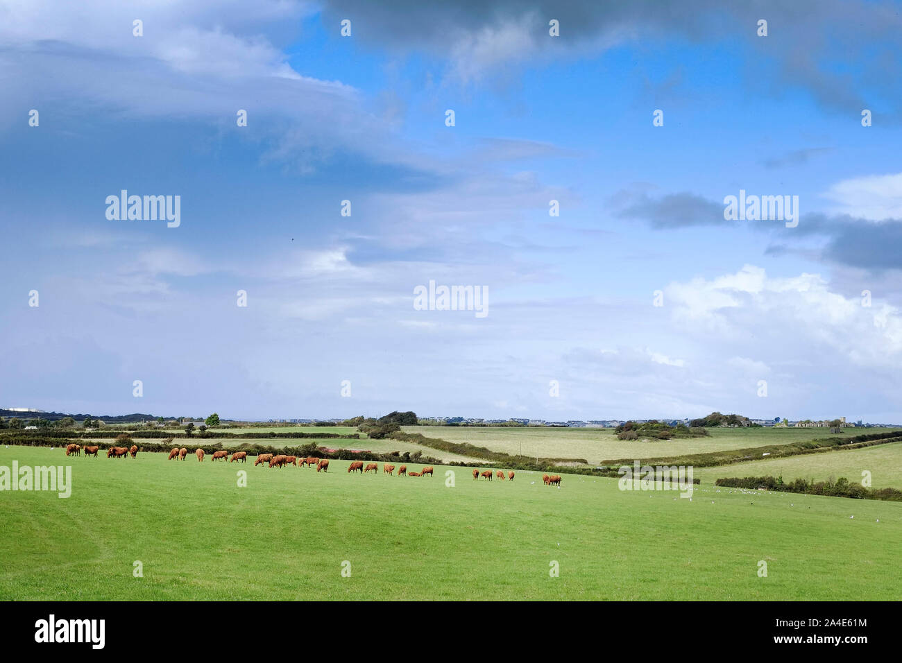 A herd of cows grazing in a field in Cornwall. Stock Photo