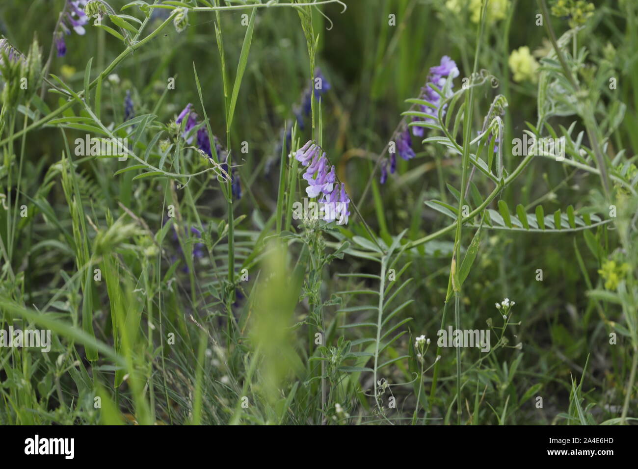 tufted vetch or Vicia cracca a lovely blue wildflower Stock Photo - Alamy