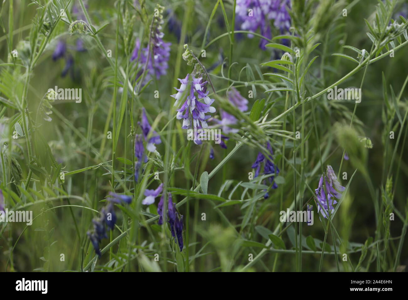 tufted vetch or Vicia cracca a lovely blue wildflower Stock Photo - Alamy