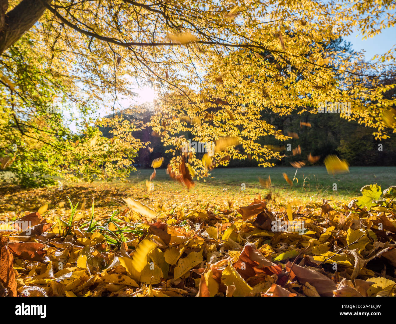 Colorful tree in autumn hi-res stock photography and images - Alamy