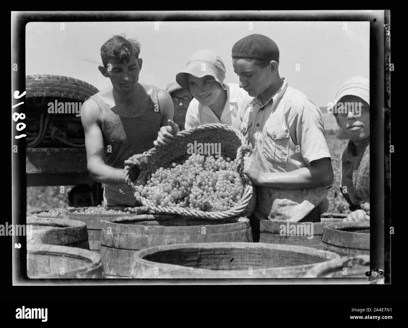The vintage season Zikh'ron Ya'aqov, July 24, 1939. Dumping grapes into