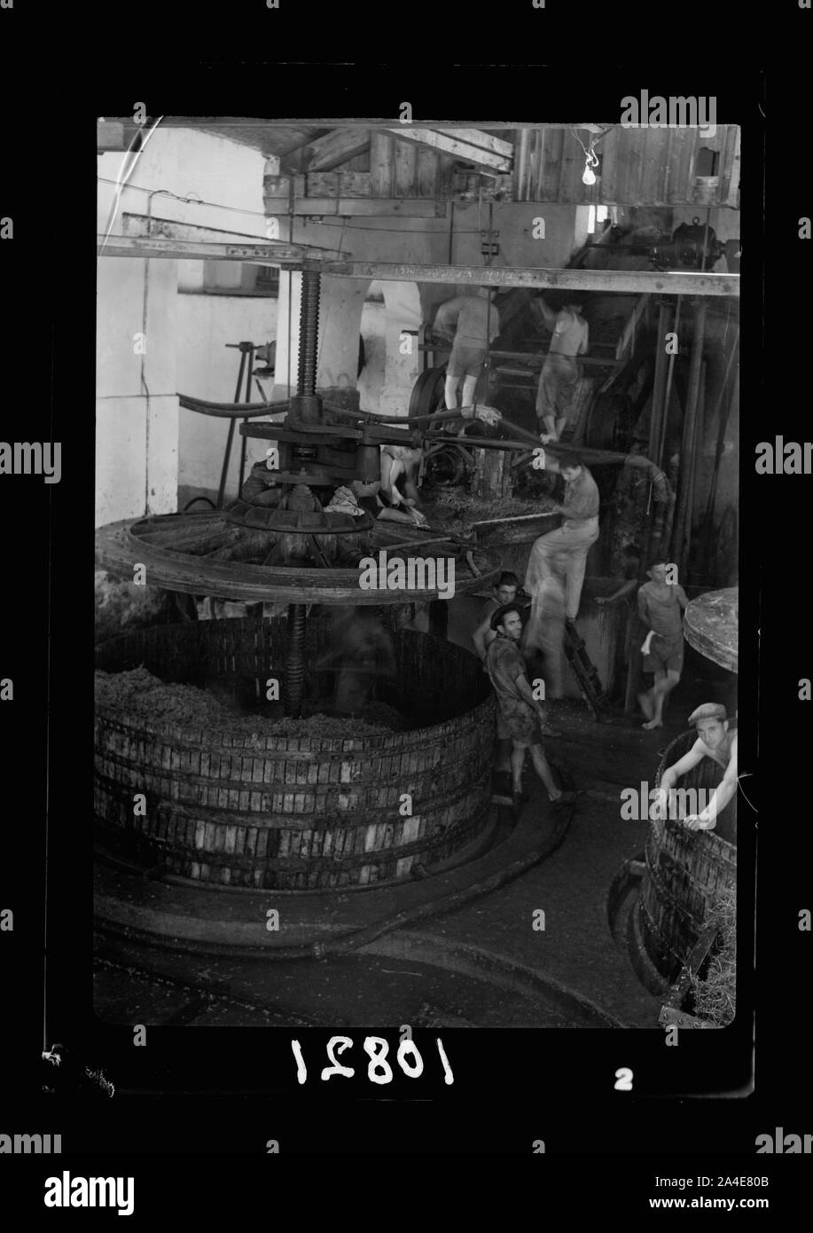 The vintage season Zikh'ron Ya'aqov, July 24, 1939. Graper crushers & presses, showing chute bringing grapes down from unloadi[ng] platform Stock Photo