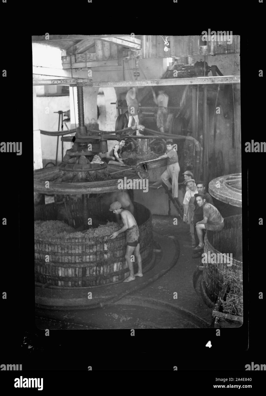 The vintage season Zikh'ron Ya'aqov, July 24, 1939 Stock Photo