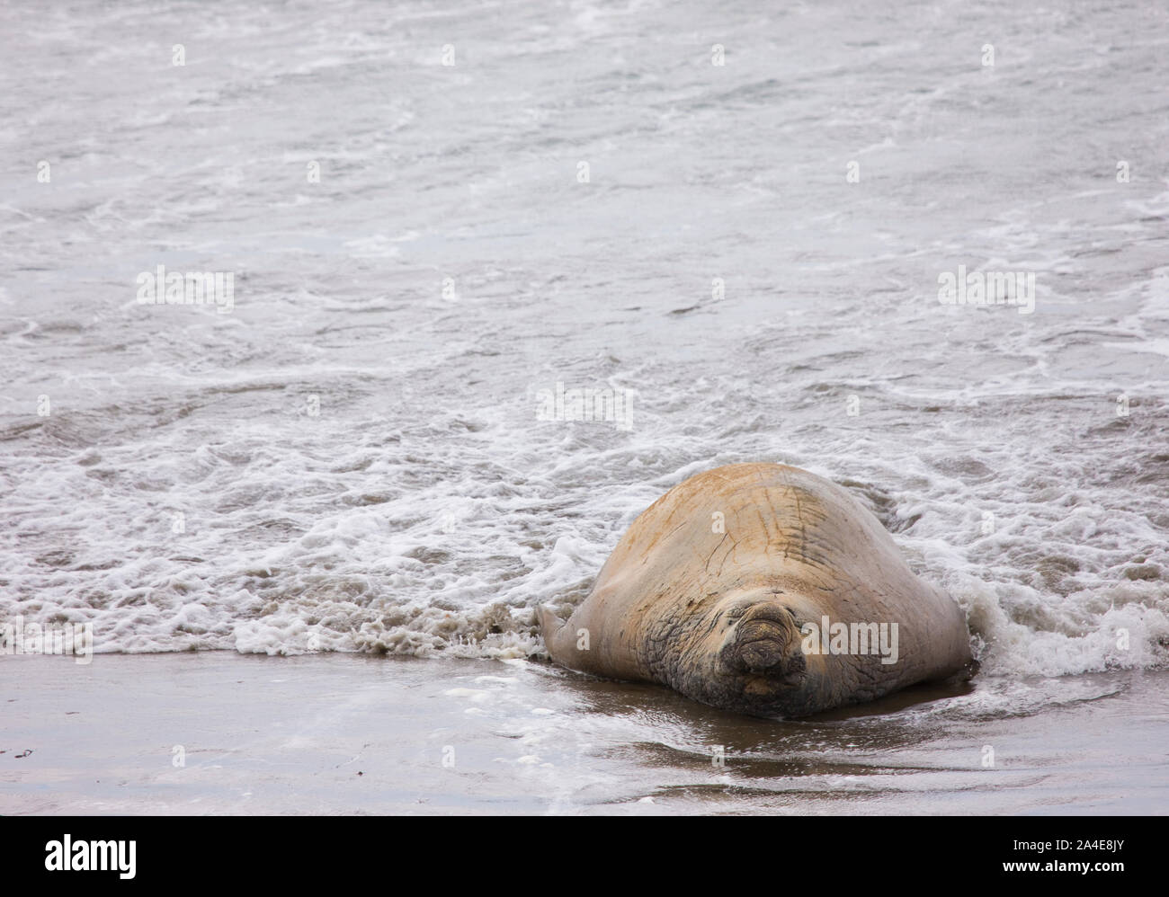 Elefante Marino Del Sur Mirounga Leonina Patagonia Argentina