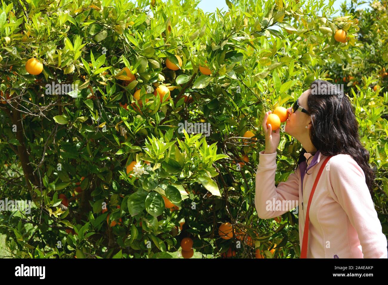 one woman smelling oranges of an orange tree Stock Photo