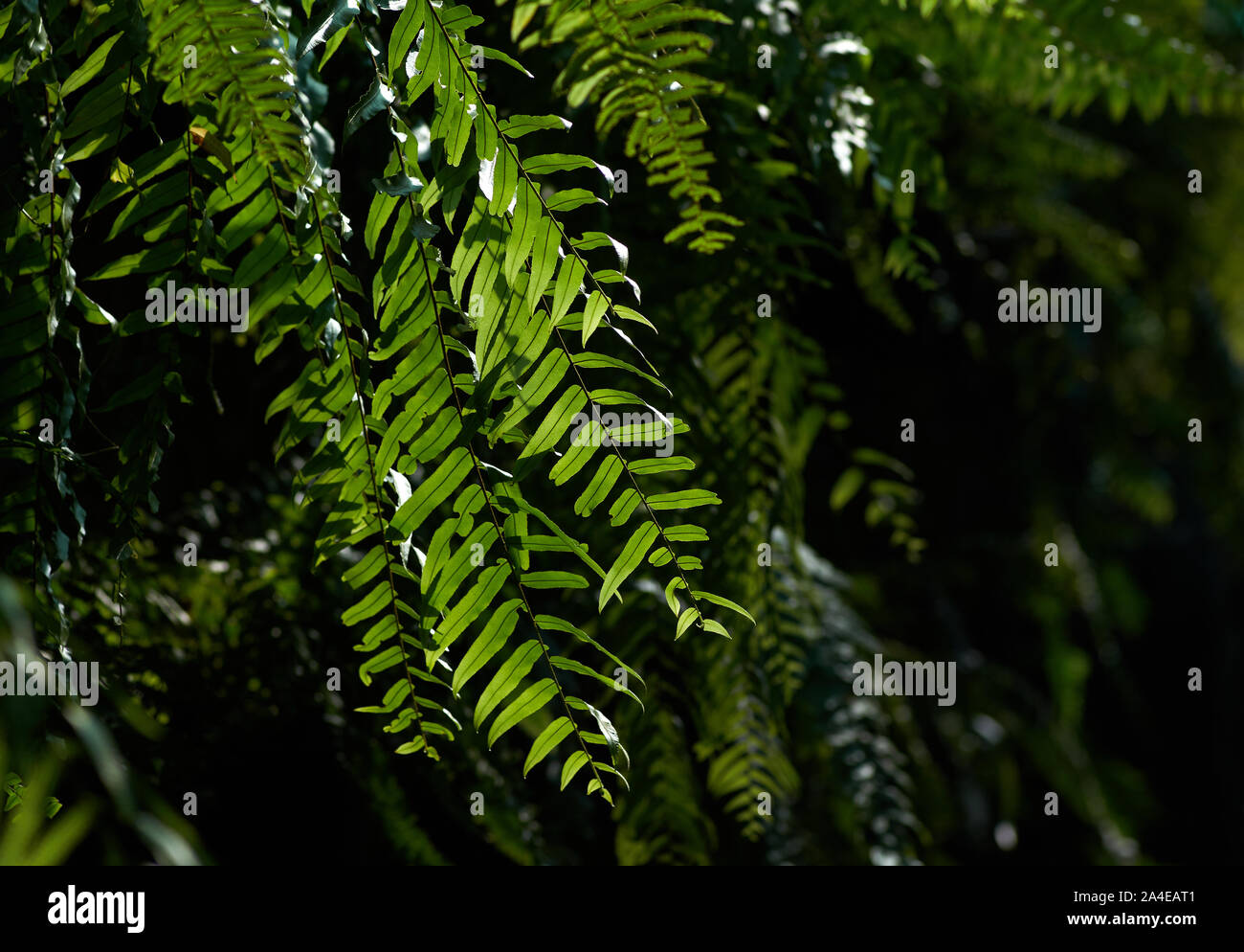 Tree fern spring garden hi-res stock photography and images - Alamy