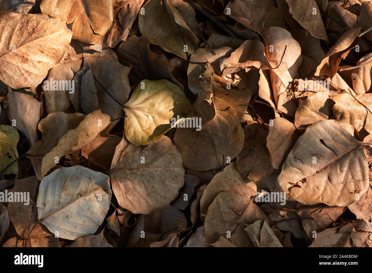 The dry leaves under tree shade Stock Photo