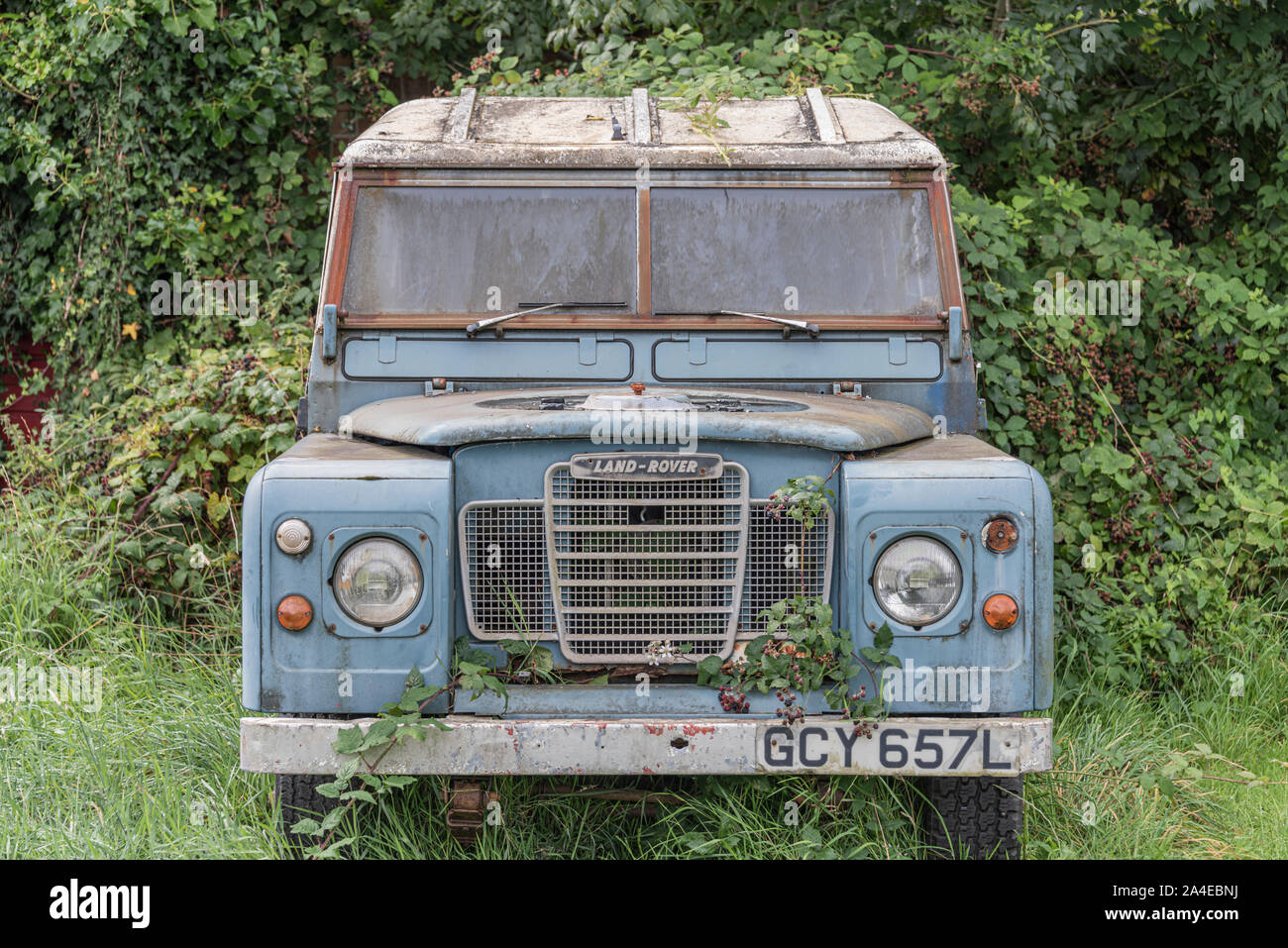 Vintage Land Rover being overrun by dense undergrowth, Caerphilly, Wales, UK. 06.09.2019 Please credit: Ffotograff Stock Photo