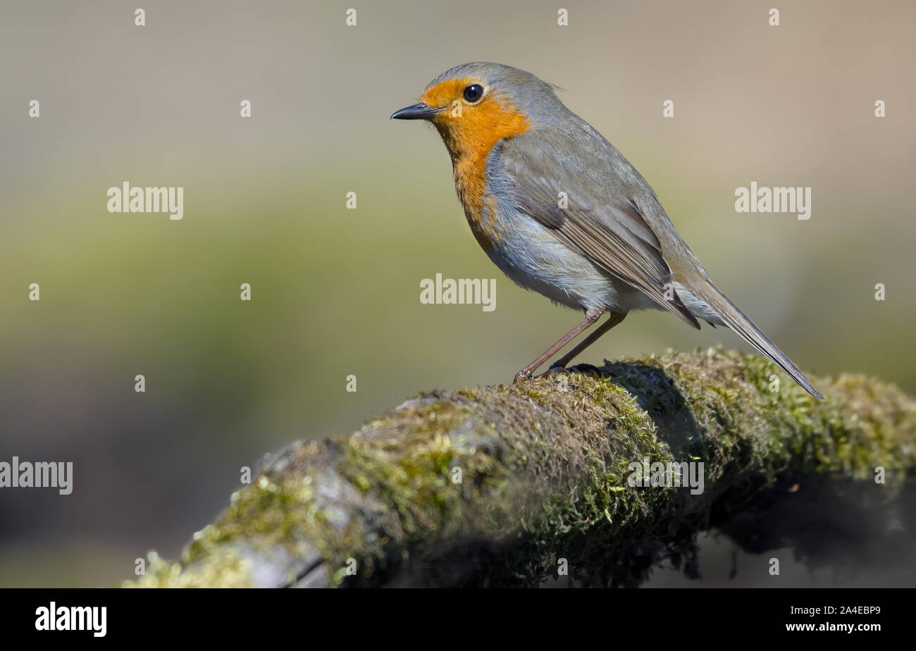 European Robin good posing on a moss covered old tree trunk Stock Photo