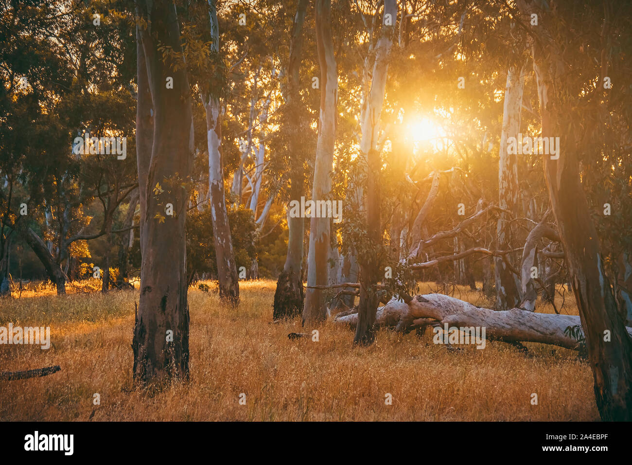 Sunset viewed through Eucalyptus trees, South Australia Stock Photo