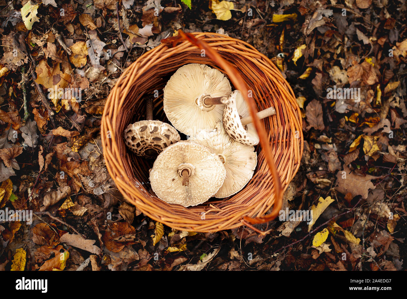 Basket with Parasol mushrooms standing on the autumnal forest ground in fallen leaves. Stock Photo