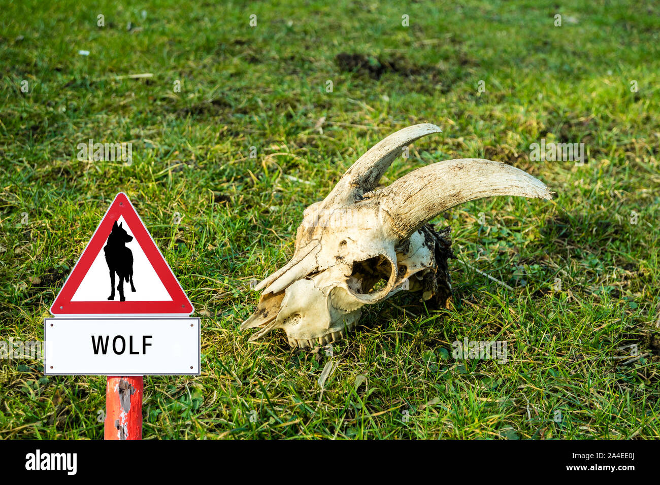 Warning sign Wolf with skeleton Stock Photo