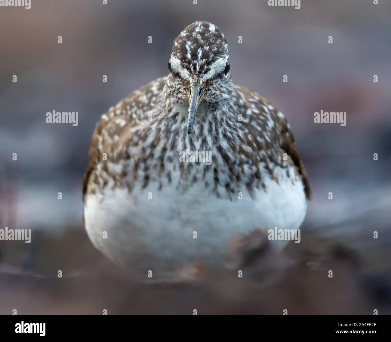 Angry Green Sandpiper shows off his sharp beak from close distance while looking towards camera Stock Photo