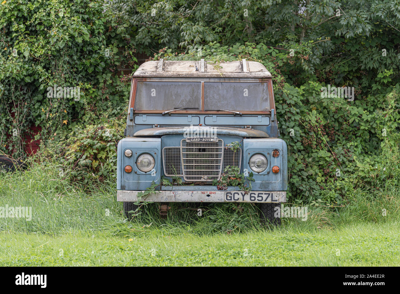 Vintage Land Rover being overrun by dense undergrowth, Caerphilly, Wales, UK. 06.09.2019 Please credit: Ffotograff Stock Photo