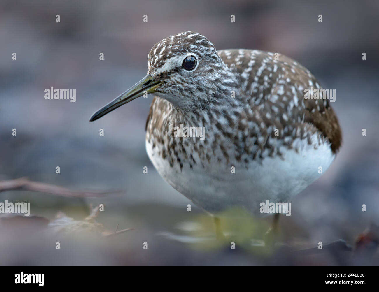 Mature Green Sandpiper curiously looks into the camera from very close portrait distance Stock Photo