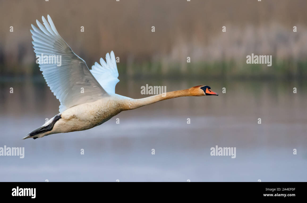 Adult mute swan flying with strethed wings over river surface and shore Stock Photo