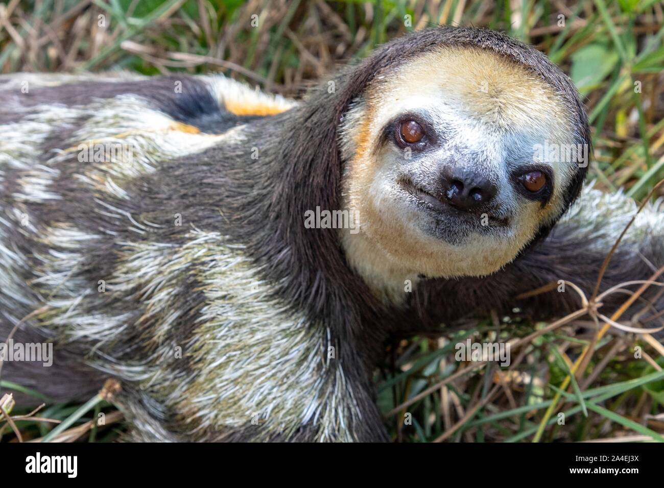 THREE-TOED SLOTH OR PALE-THROATED SLOTH, THE SLOWEST ANIMAL IN THE FOREST,  KAW, FRENCH GUIANA, OVERSEAS DEPARTMENT, SOUTH AMERICA, FRANCE Stock Photo  - Alamy