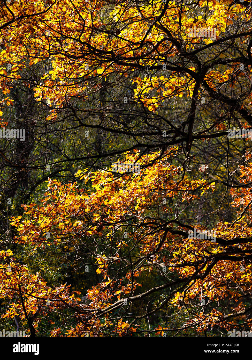 Gold oak leaves hi-res stock photography and images - Alamy