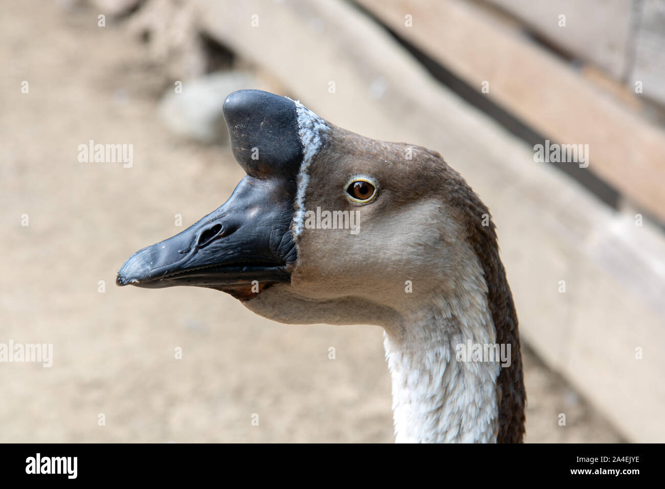 A chinese goose feeds from bowl at yard. Stock Photo