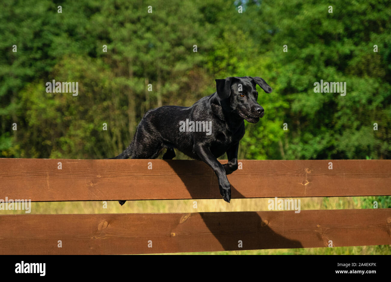 Black Labrador Retriever jumping over a wooden obstacle Stock Photo