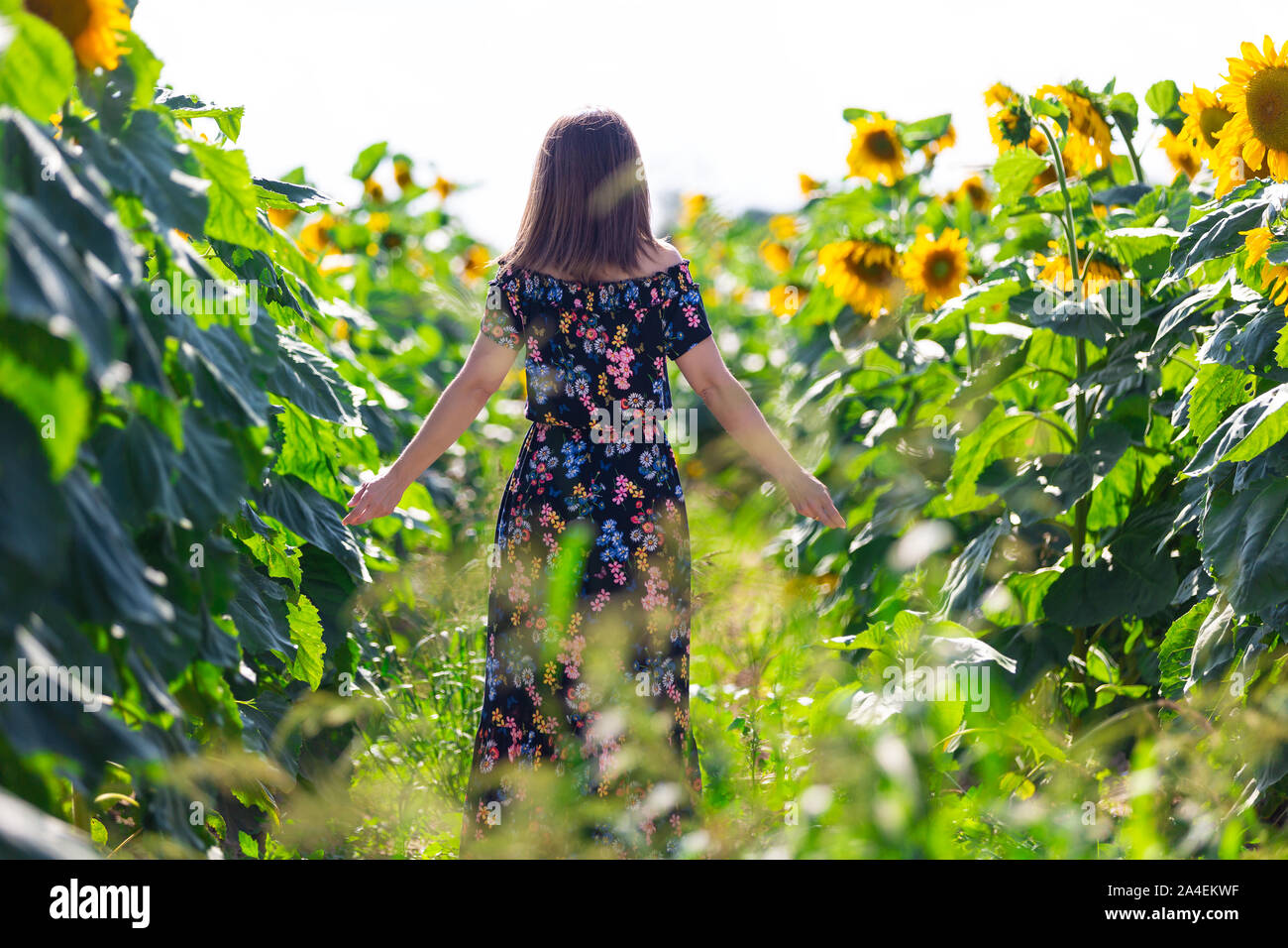 The woman from behind in a field of sunflowers Stock Photo