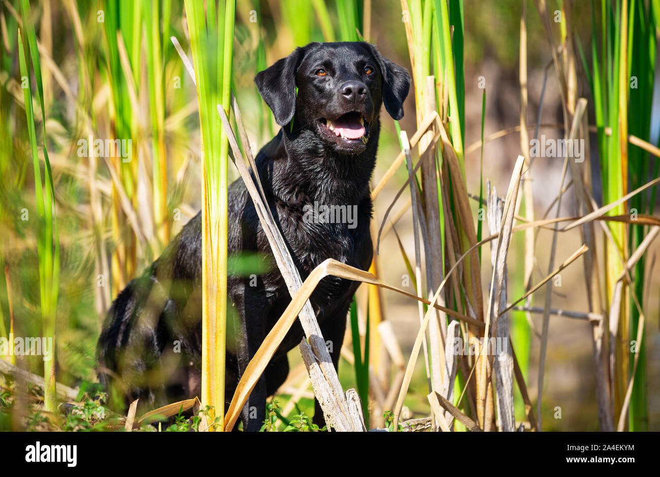 Sitting black Labrador Retriever dog Stock Photo