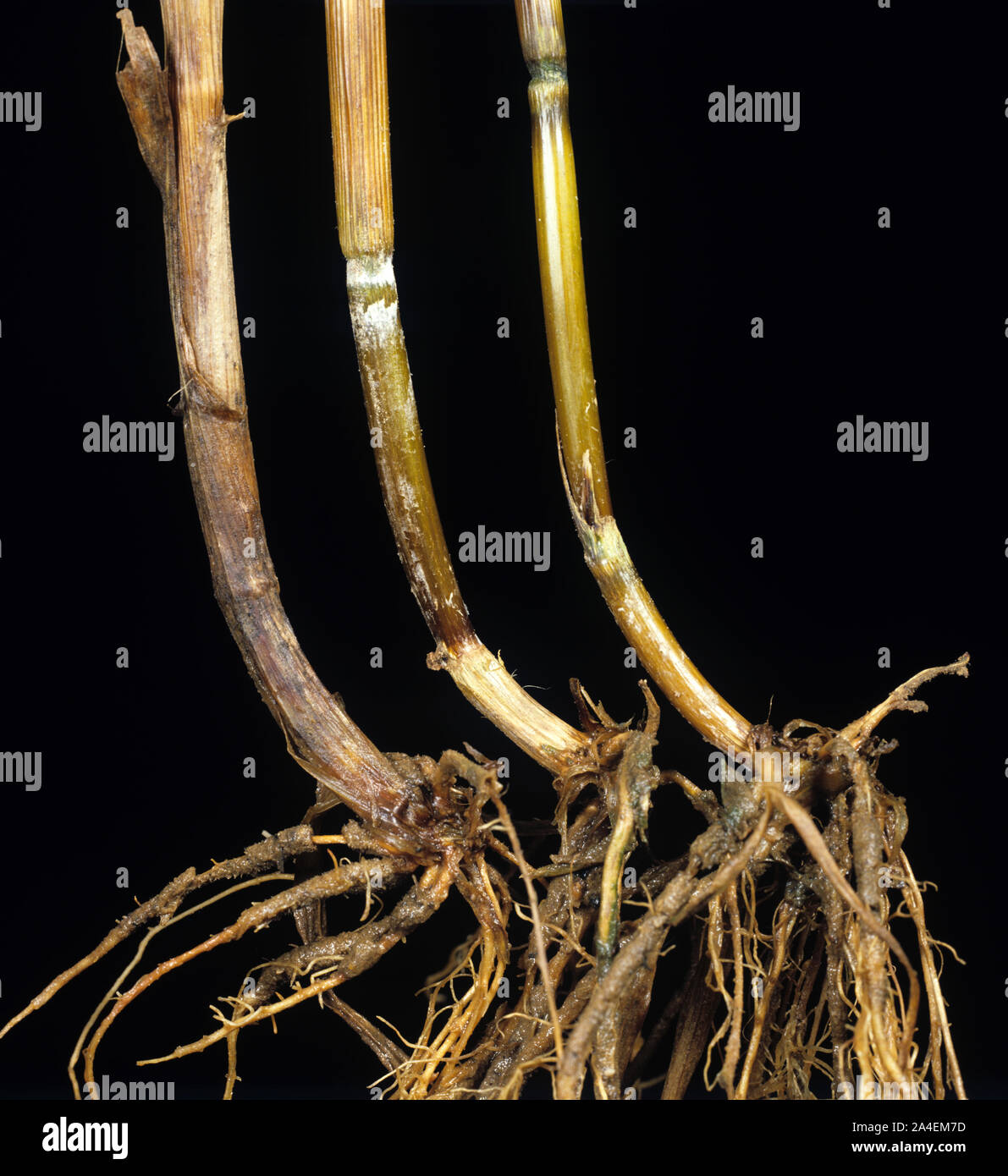 Fusarium foot rot (Fusarium spp.) wheat crop with stem bases and roots infected with fungal disease Stock Photo