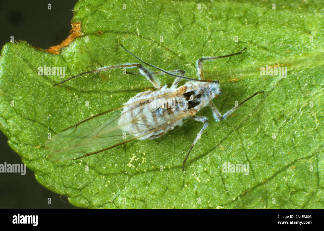 An aphid killed by an entomopathogenic fungus (Verticillium lecanii), which is used a method for biological control in protected crops. Stock Photo