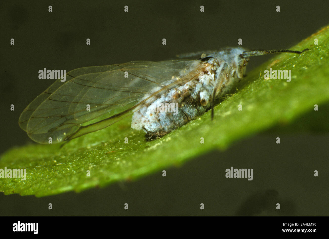 An aphid killed by an entomopathogenic fungus (Verticillium lecanii), which is used a method for biological control in protected crops. Stock Photo
