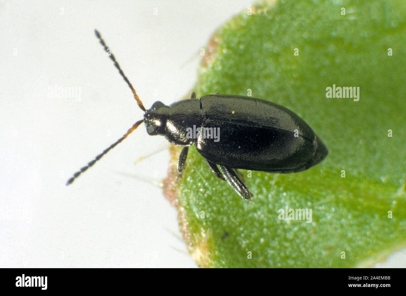 Flea beetle (Phyllotreta sp.)an adult beetle about to jump from the edge of a leaf, Stock Photo