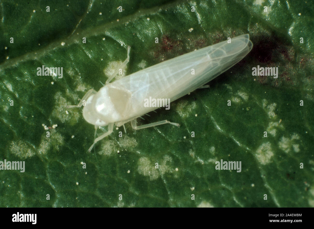 Rose leafhopper (Edwardsiana rosae) adult with fully developed wings enclosing the abdomen on a rose leaf Stock Photo